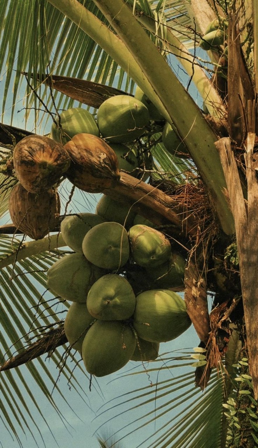 Noix de coco et palmes baignées de lumière