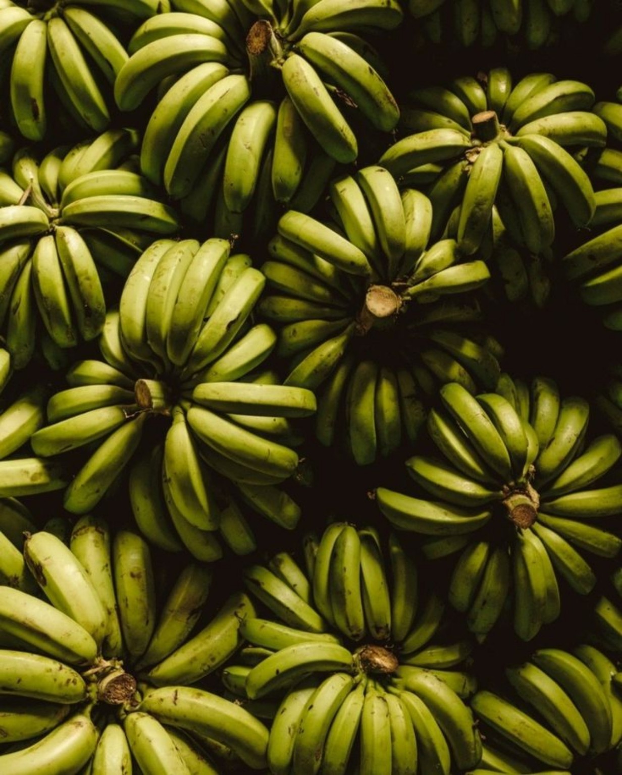 Régimes de bananes vertes